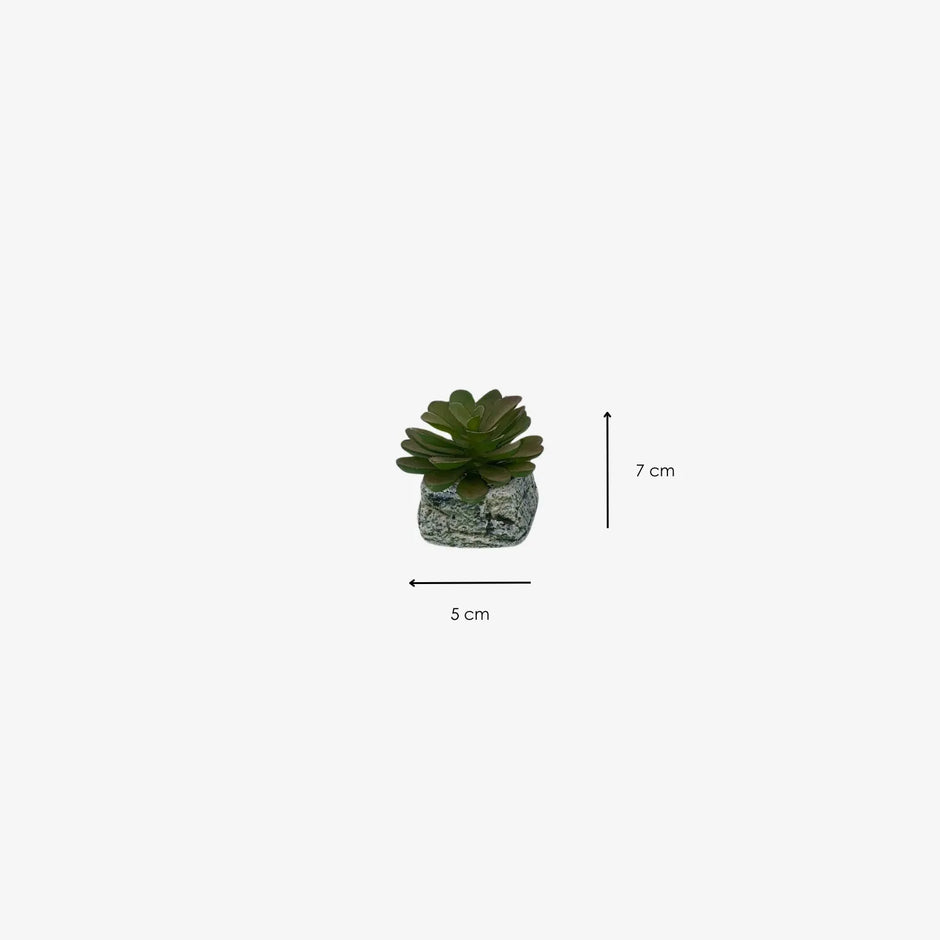 Planta Suculenta Calanchoe en maseta