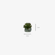 Planta Suculenta Calanchoe en maseta